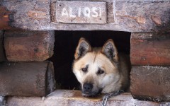 Desktop wallpaper. Dogs. ID:84574