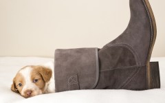 Desktop wallpaper. Dogs. ID:84624