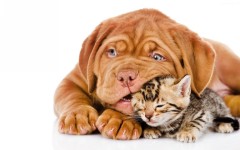 Desktop wallpaper. Dogs. ID:84667
