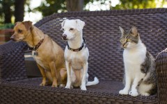 Desktop wallpaper. Dogs. ID:85098