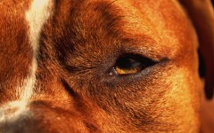 Desktop wallpaper. Dogs. ID:85110