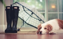 Desktop wallpaper. Dogs. ID:85132