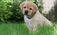 Desktop wallpaper. Dogs. ID:85135