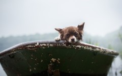 Desktop wallpaper. Dogs. ID:85174