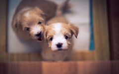Desktop wallpaper. Dogs. ID:85218