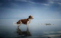 Desktop wallpaper. Dogs. ID:85298