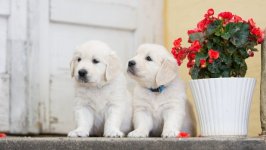 Desktop wallpaper. Dogs. ID:93156