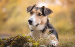 Desktop wallpaper. Dogs. ID:85399