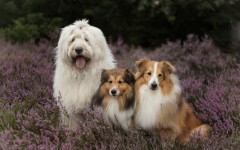 Desktop wallpaper. Dogs. ID:85451