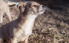 Desktop wallpaper. Dogs. ID:85496