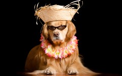 Desktop image. Dogs. ID:85519