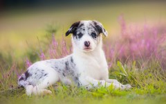 Desktop image. Dogs. ID:85554