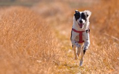 Desktop image. Dogs. ID:85667