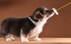 Desktop wallpaper. Dogs. ID:85676
