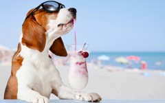 Desktop wallpaper. Dogs. ID:85715