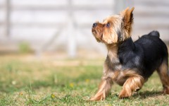 Desktop wallpaper. Dogs. ID:85736
