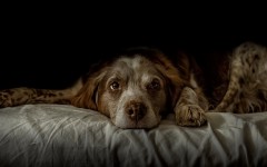 Desktop wallpaper. Dogs. ID:85776