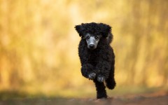 Desktop wallpaper. Dogs. ID:85792
