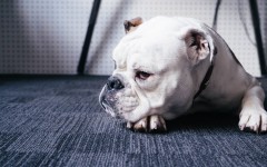 Desktop wallpaper. Dogs. ID:85860