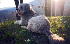 Desktop wallpaper. Dogs. ID:85872