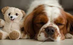 Desktop wallpaper. Dogs. ID:86073
