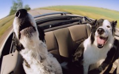 Desktop wallpaper. Dogs. ID:86160
