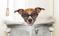 Desktop wallpaper. Dogs. ID:86187