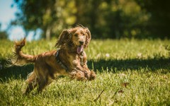 Desktop wallpaper. Dogs. ID:86205