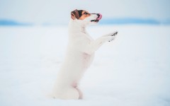 Desktop wallpaper. Dogs. ID:86264