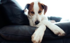 Desktop wallpaper. Dogs. ID:86315
