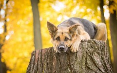 Desktop wallpaper. Dogs. ID:86487