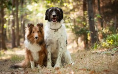Desktop wallpaper. Dogs. ID:86509