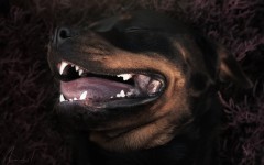 Desktop wallpaper. Dogs. ID:86538