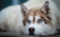 Desktop wallpaper. Dogs. ID:86627