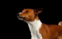 Desktop wallpaper. Dogs. ID:86676