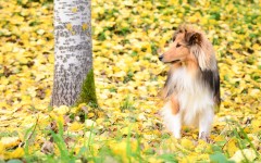 Desktop wallpaper. Dogs. ID:86809