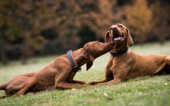 Desktop wallpaper. Dogs. ID:86815