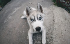 Desktop wallpaper. Dogs. ID:86996