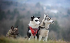 Desktop wallpaper. Dogs. ID:87000