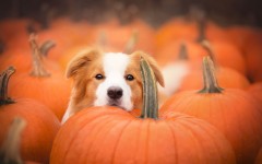 Desktop wallpaper. Dogs. ID:87258