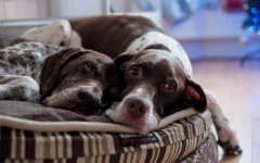 Desktop wallpaper. Dogs. ID:93143