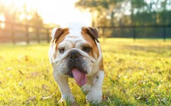 Desktop wallpaper. Dogs. ID:87455