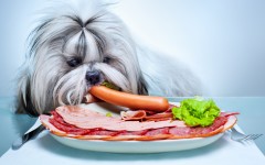 Desktop wallpaper. Dogs. ID:87556