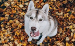 Desktop wallpaper. Dogs. ID:87632