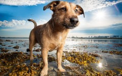 Desktop wallpaper. Dogs. ID:87802