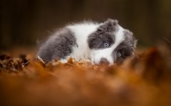 Desktop wallpaper. Dogs. ID:88008