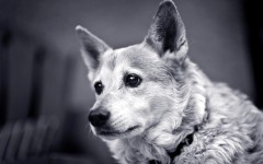 Desktop wallpaper. Dogs. ID:89414