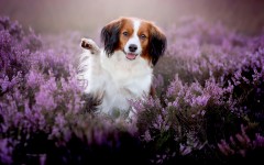Desktop wallpaper. Dogs. ID:88100
