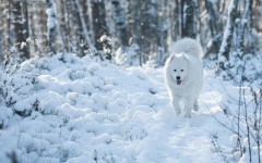 Desktop wallpaper. Dogs. ID:88213