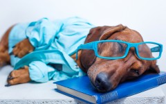 Desktop wallpaper. Dogs. ID:88315